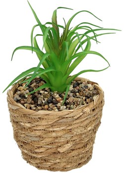 Dekoracja Tree Aloe 20cm Dekoria dekoria.pl - kod rabatowy