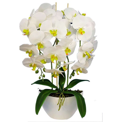 Biały storczyk orchidea- kompozycja kwiatowa 60 cm 3PGB ze sklepu Pantofelek24.pl w kategorii Dekoracje - zdjęcie 109604916