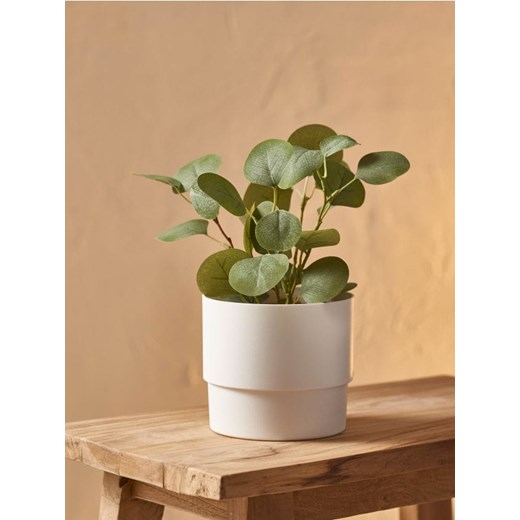 Sinsay - Roślina ozdobna - zielony ze sklepu Sinsay w kategorii Dekoracje - zdjęcie 168977189