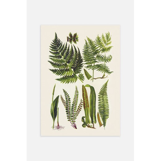 H & M - Vintage Herbs Plakat - Zielony ze sklepu H&M w kategorii Plakaty - zdjęcie 169907679