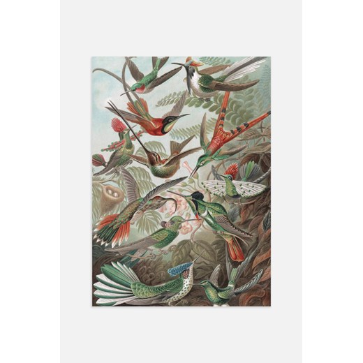 H & M - Hummingbirds Plakat - Zielony ze sklepu H&M w kategorii Plakaty - zdjęcie 169908088
