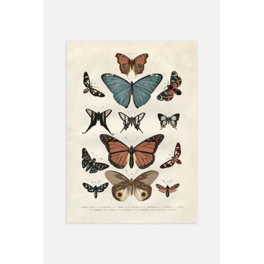 H & M - Vintage Butterflies Plakat - Brązowy ze sklepu H&M w kategorii Plakaty - zdjęcie 169908626