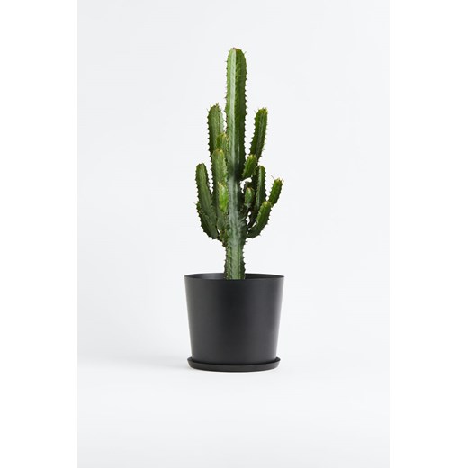H & M - Euphorbia Cowboy Cactus - Zielony ze sklepu H&M w kategorii Dekoracje - zdjęcie 170039695