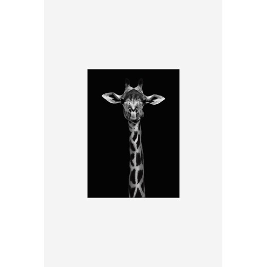 H & M - Wild Photo Art - Giraffe Portrait - Czarny ze sklepu H&M w kategorii Plakaty - zdjęcie 170040156
