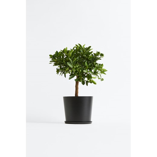 H & M - Drzewko mini pomarańczy - Zielony ze sklepu H&M w kategorii Dekoracje - zdjęcie 171174947