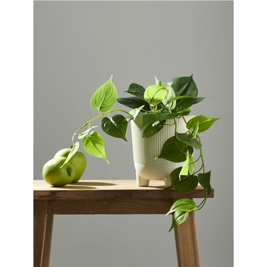 Sinsay - Roślina ozdobna - zielony ze sklepu Sinsay w kategorii Dekoracje - zdjęcie 172114457