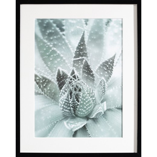 Obraz Succulents III 40x50cm ze sklepu dekoria.pl w kategorii Obrazy - zdjęcie 172473499