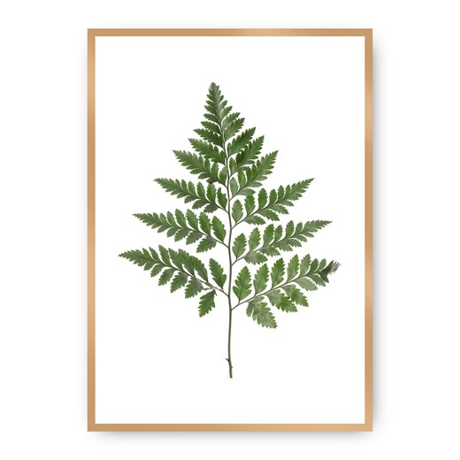 Plakat Fern Green ze sklepu dekoria.pl w kategorii Obrazy - zdjęcie 172474228