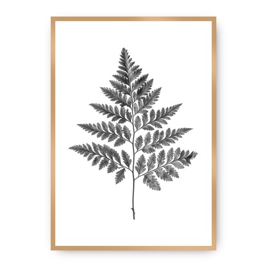 Plakat Fern Grey ze sklepu dekoria.pl w kategorii Obrazy - zdjęcie 172474238