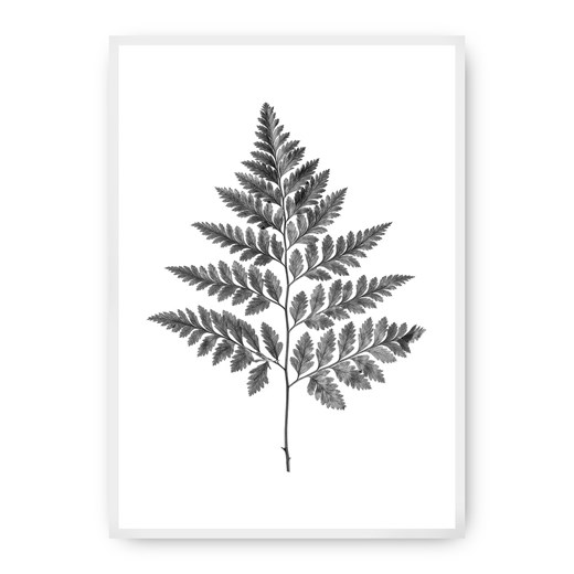 Plakat Fern Grey ze sklepu dekoria.pl w kategorii Obrazy - zdjęcie 172474245