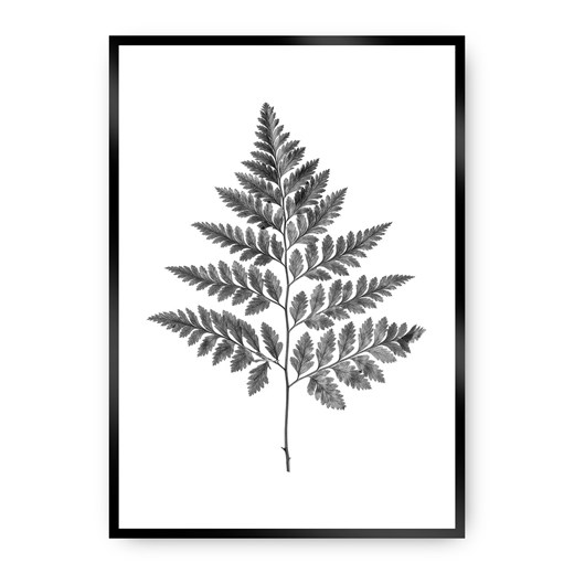 Plakat Fern Grey ze sklepu dekoria.pl w kategorii Obrazy - zdjęcie 172474248