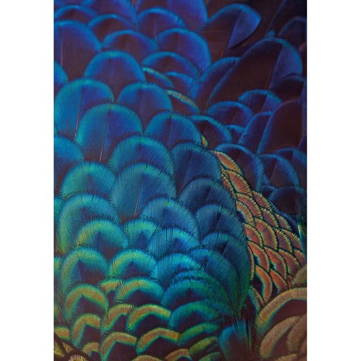 Obraz na płótnie Multicolor Feathers ze sklepu dekoria.pl w kategorii Obrazy - zdjęcie 172476526