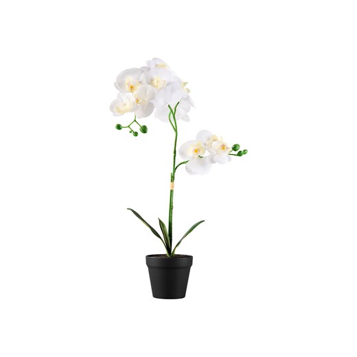 LIVARNO home Sztuczny kwiat Orchidea \ Trawa ozdobna \ Hortensja Livarno Home LIDL Sklep