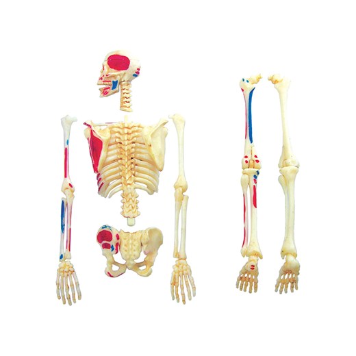 MGM 42-częściowy zestaw naukowy - 8+ Mgm onesize Limango Polska okazja