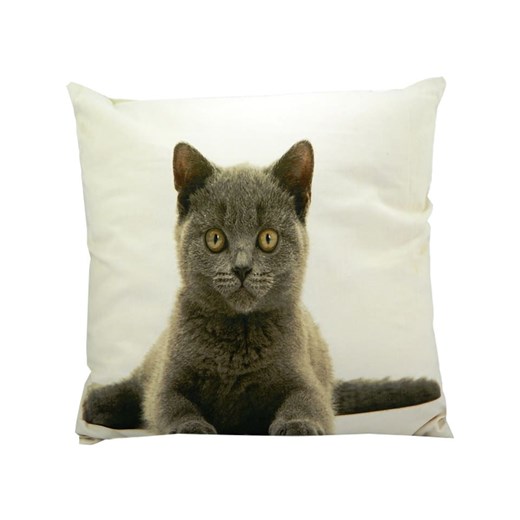 Mars &amp; More Poduszka &quot;British Shorthair&quot; w kolorze brązowo-białym - 50 x 50 cm ze sklepu Limango Polska w kategorii Poduszki dekoracyjne - zdjęcie 178143176