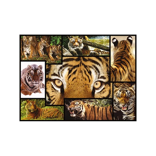 ambassador 1000-częściowe puzzle &quot;Tiger&quot; - 12+ Ambassador onesize wyprzedaż Limango Polska