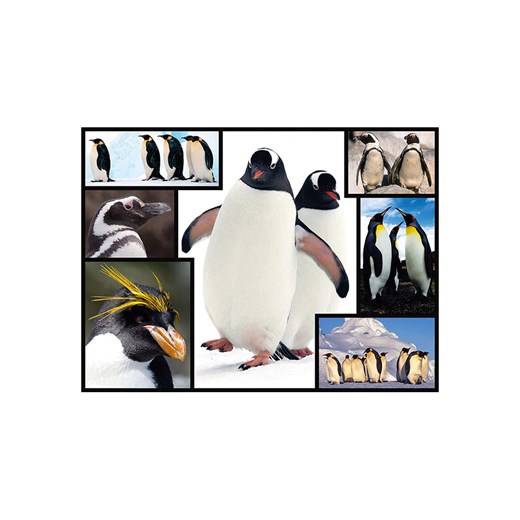 ambassador 1000-częściowe puzzle &quot;Pinguine&quot; - 12+ Ambassador onesize wyprzedaż Limango Polska