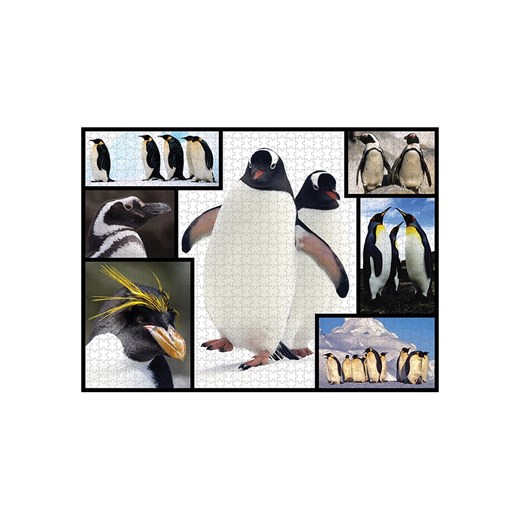 ambassador 1000-częściowe puzzle &quot;Pinguine&quot; - 12+ Ambassador onesize wyprzedaż Limango Polska