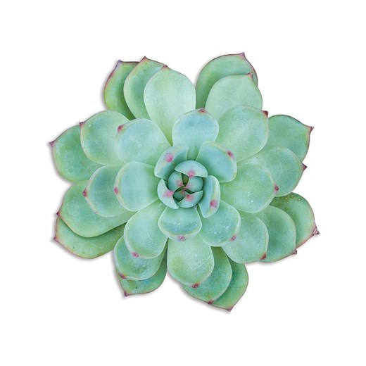 Madre Selva Podkładka stołowa &quot;Green Suculenta&quot; w kolorze zielonym - 50 x 40 cm ze sklepu Limango Polska w kategorii Podkładki na stół - zdjęcie 178622446