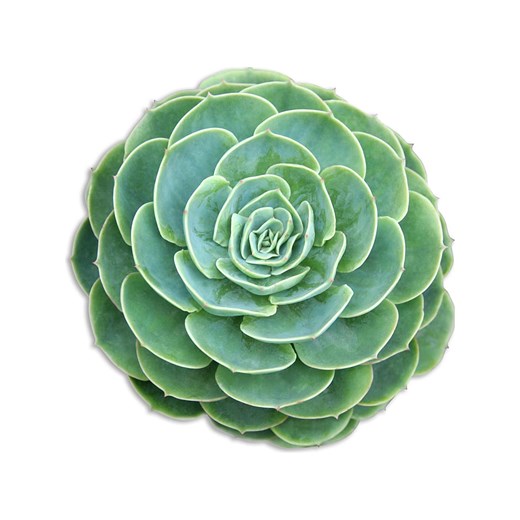 Madre Selva Podkładka stołowa &quot;Green Suculenta&quot; w kolorze zielonym - 50 x 40 cm ze sklepu Limango Polska w kategorii Podkładki na stół - zdjęcie 178622447