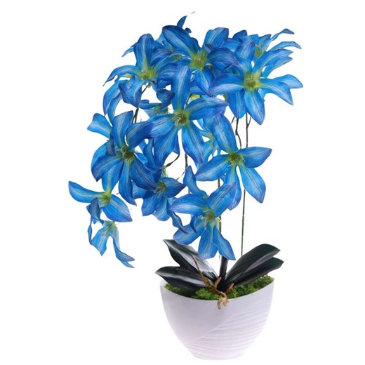 Niebieski storczyk Cybidium Kompozycja kwiatowa 3 Pędy 50 cm KOMp83 S240 Pantofelek24 50 cm Pantofelek24.pl