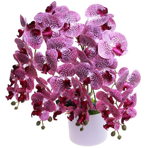 Fioletowy duży storczyk orchidea Kompozycja kwiatowa 5 Pędów 60 cm KOMp76 S640 ze sklepu Pantofelek24.pl w kategorii Dekoracje - zdjęcie 179056019