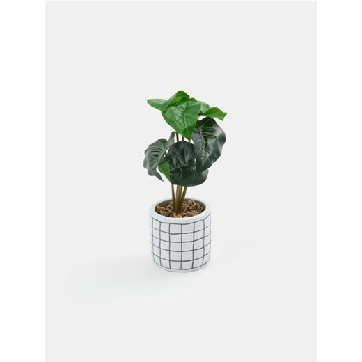 Sinsay - Roślina ozdobna w ceramicznej doniczce - zielony Sinsay One Size Sinsay