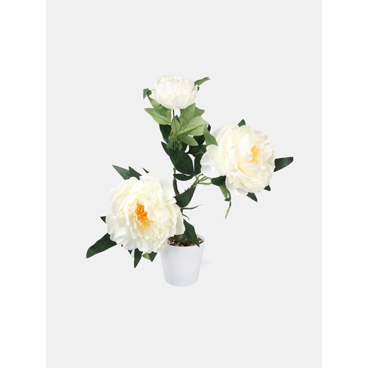 Sinsay - Roślina dekoracyjna - zielony Sinsay One Size Sinsay