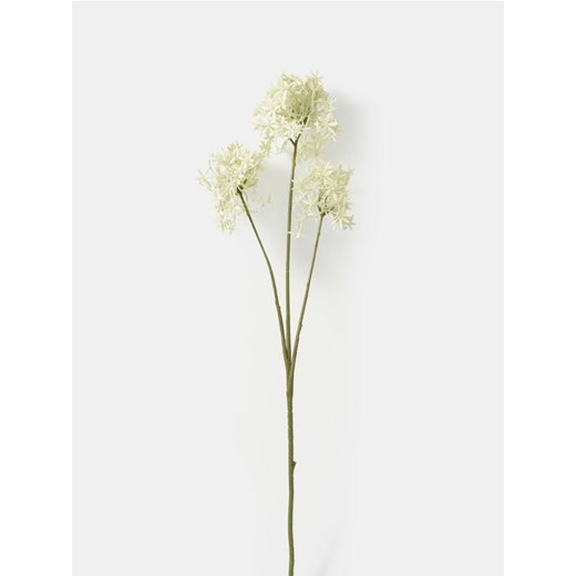 Sinsay - Roślina ozdobna - Czosnek - kremowy Sinsay One Size Sinsay