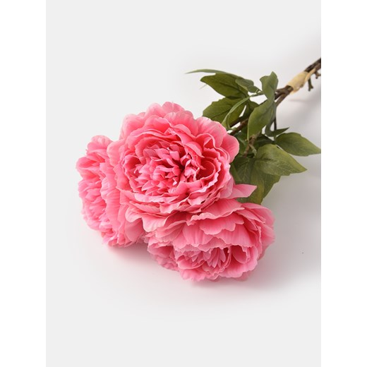 Sinsay - Roślina dekoracyjna 3 pack - piwonia - różowy Sinsay One Size Sinsay