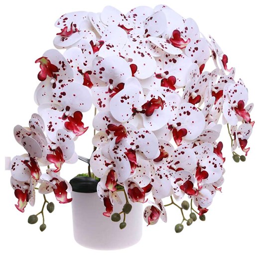 Biało bordowy duży storczyk orchidea Kompozycja kwiatowa 5 Pędów 60 cm KOMp71 S640 ze sklepu Pantofelek24.pl w kategorii Dekoracje - zdjęcie 179791497