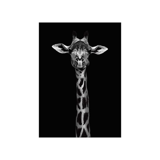 Poster &amp; Frame Druk artystyczny &quot;Giraffe portrait&quot; ze sklepu Limango Polska w kategorii Obrazy - zdjęcie 185135566