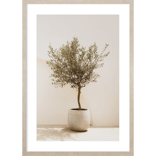 Ars Longa Druk artystyczny &quot;Olive tree&quot; w ramce - 70 x 50 cm ze sklepu Limango Polska w kategorii Obrazy - zdjęcie 186015095
