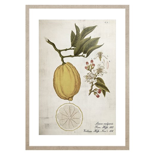 Ars Longa Druk artystyczny "Lemon Life Cycle" w ramce - 70 x 50 cm Ars Longa onesize okazyjna cena Limango Polska