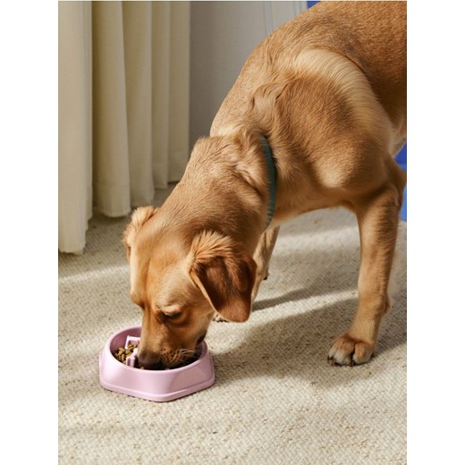 Sinsay - Miska dla zwierząt - różowy ze sklepu Sinsay w kategorii Dla zwierząt - zdjęcie 187259155