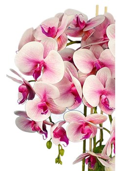Śliczny storczyk orchidea- kompozycja kwiatowa 60 cm 3pgrj ze sklepu Pantofelek24.pl w kategorii Dekoracje - zdjęcie 129505565