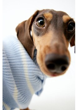 H & M - Sweter dla psa - Niebieski ze sklepu H&M w kategorii Dla zwierząt - zdjęcie 169676235