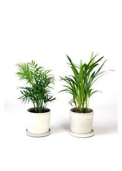 H & M - Mini Palmy - zestaw 2 sztuk - Zielony ze sklepu H&M w kategorii Dekoracje - zdjęcie 169907599