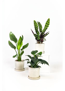H & M - Rośliny tropikalne do wnętrz - zestaw 3 - Zielony ze sklepu H&M w kategorii Dekoracje - zdjęcie 169908219
