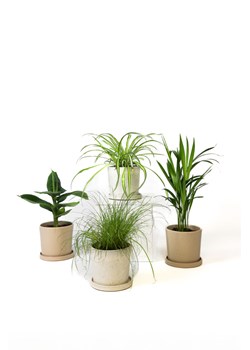 H & M - Rośliny przyjazne zwierzętom - zestaw 4 sztuk - Zielony ze sklepu H&M w kategorii Dekoracje - zdjęcie 169908287