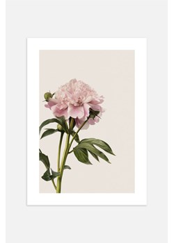 H & M - Vintage Peony Plakat - Różowy ze sklepu H&M w kategorii Dekoracje ścienne - zdjęcie 169908337