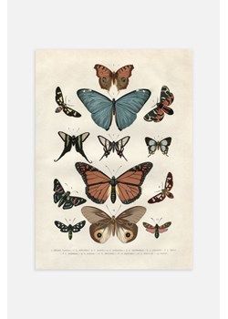 H & M - Vintage Butterflies Plakat - Brązowy ze sklepu H&M w kategorii Plakaty - zdjęcie 169908626