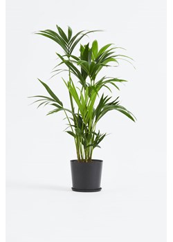 H & M - Kentia Palma - Zielony ze sklepu H&M w kategorii Dekoracje - zdjęcie 169908676