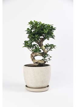 H & M - Ficus Ginseng S-shape - Zielony ze sklepu H&M w kategorii Doniczki i osłonki - zdjęcie 169992209