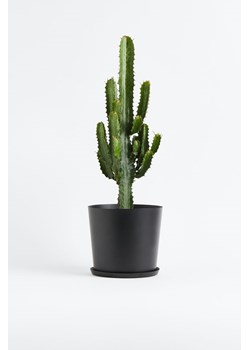 H & M - Euphorbia Cowboy Cactus - Zielony ze sklepu H&M w kategorii Dekoracje - zdjęcie 170039695