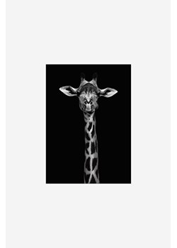 H & M - Wild Photo Art - Giraffe Portrait - Czarny ze sklepu H&M w kategorii Plakaty - zdjęcie 170040156