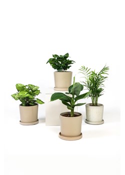 H & M - Rośliny oczyszczaczające powietrze- zestaw 4 sztuk - Zielony ze sklepu H&M w kategorii Dekoracje - zdjęcie 170040296
