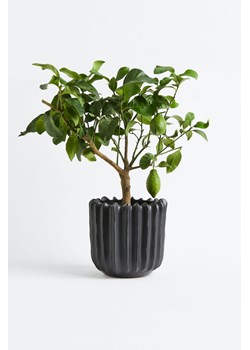 H & M - Drzewko cytrynowe - Zielony ze sklepu H&M w kategorii Dekoracje - zdjęcie 170636347