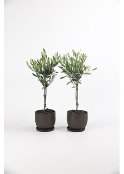 H & M - Oliwka Europejska - zestaw 2 sztuk - Zielony ze sklepu H&M w kategorii Dekoracje - zdjęcie 170636516