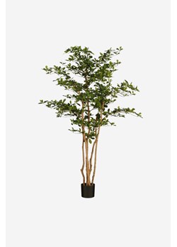 H & M - Sztuczna Roślina Oliwna - Zielony ze sklepu H&M w kategorii Dekoracje - zdjęcie 170667238